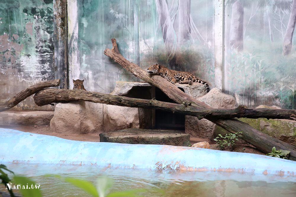 泰國芭達雅》綠山野生動物園Khao Kheow Open Zoo。芭達雅最大野生動物園,大象,長頸鹿,老虎動物秀 - Nana愛旅行札記