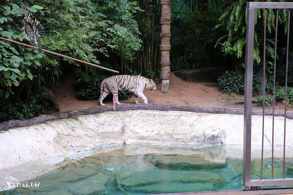 泰國芭達雅》綠山野生動物園Khao Kheow Open Zoo。芭達雅最大野生動物園,大象,長頸鹿,老虎動物秀 - Nana愛旅行札記