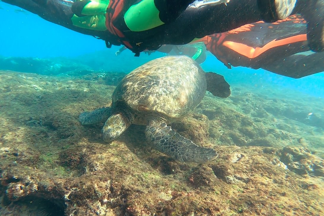 小琉球》小海龜浮潛店。帶寵物一起浮潛,與海龜共遊,欣賞美麗海底世界 - Nana愛旅行札記