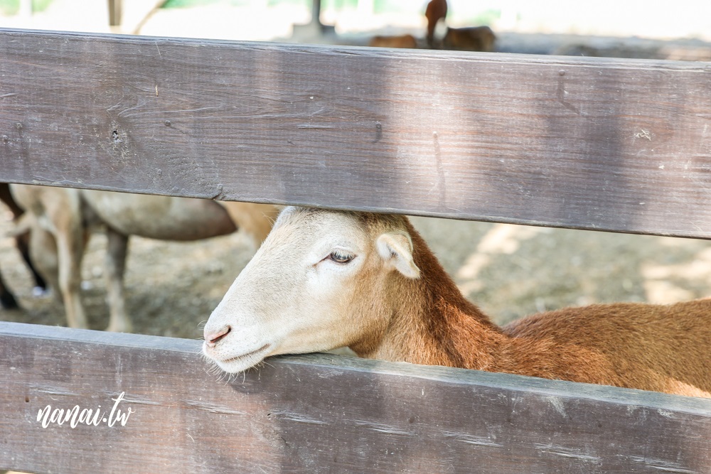 彰化免門票，羊舍鮮羊乳 牧場門市，帶小朋友餵羊吃牧草 - Nana愛旅行札記