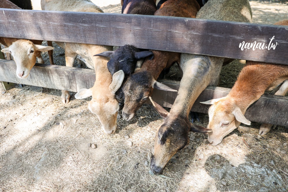 彰化免門票，羊舍鮮羊乳 牧場門市，帶小朋友餵羊吃牧草 - Nana愛旅行札記