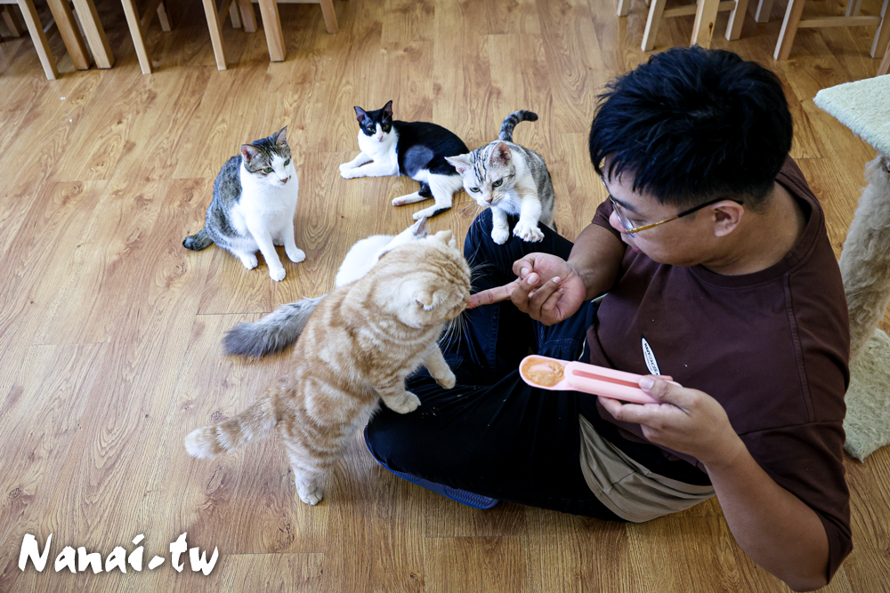 彰化員林推薦有點貓有點意思，巷弄貓互動店，被一群貓包圍超療癒 - Nana愛旅行札記