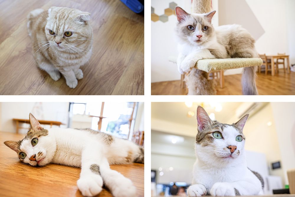 彰化員林推薦有點貓有點意思，巷弄貓互動店，被一群貓包圍超療癒 - Nana愛旅行札記