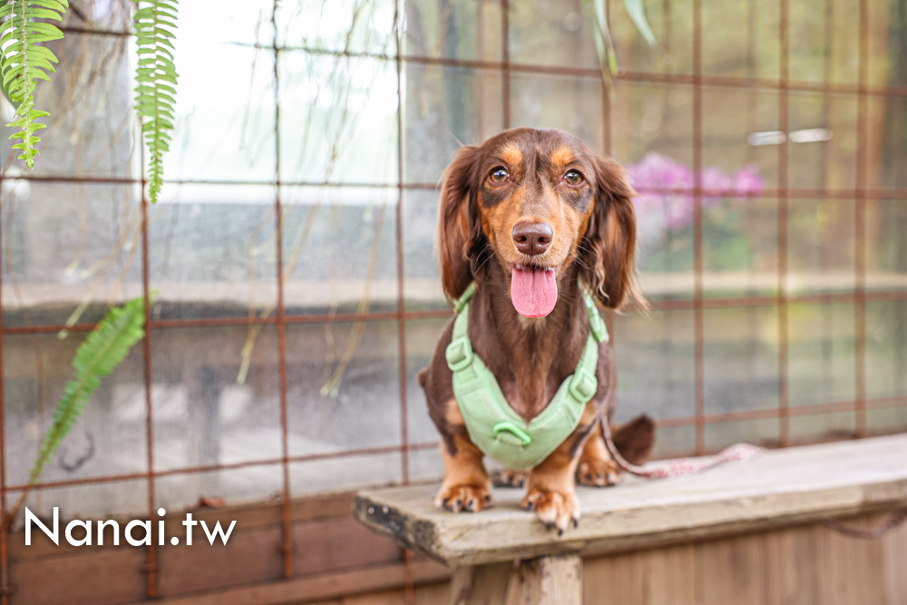 南投埔里嫁婆咖啡！森林系秘境手工樹屋 - Nana愛旅行札記