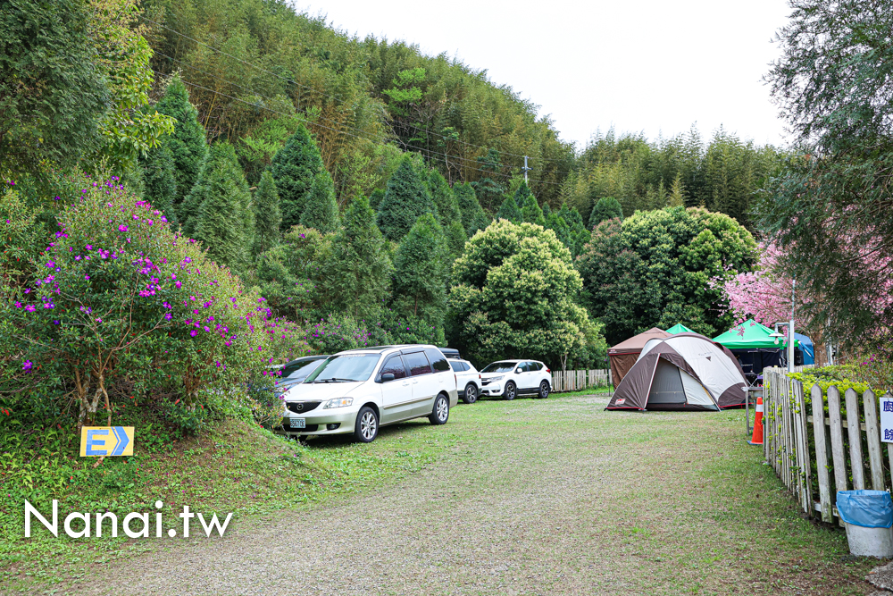 第4露|新竹尖石八五山甜柿森林。粉色櫻花海、雲海大爆發，真的美到不行 - Nana愛旅行札記