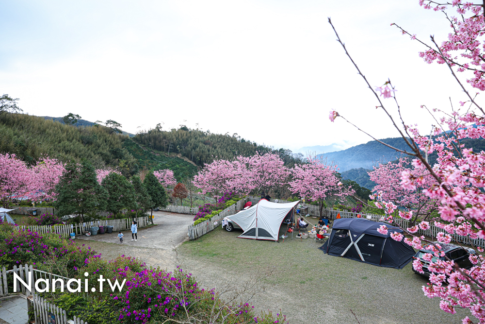 第4露|新竹尖石八五山甜柿森林。粉色櫻花海、雲海大爆發，真的美到不行 - Nana愛旅行札記