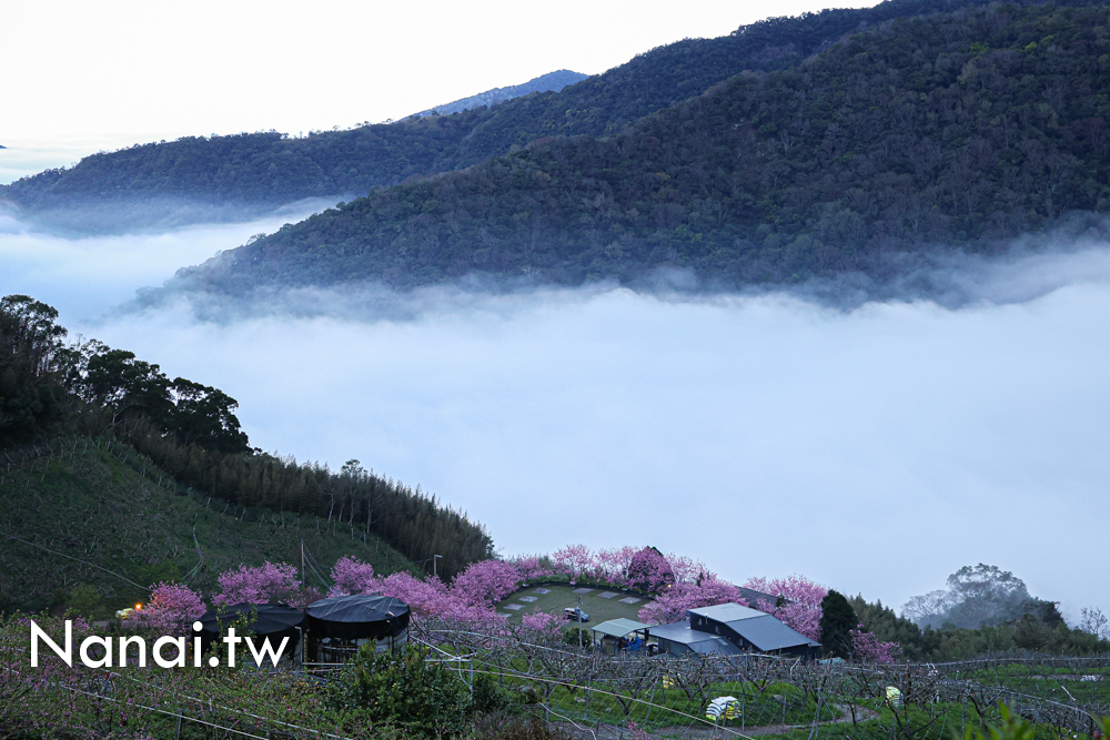 第4露|新竹尖石八五山甜柿森林。粉色櫻花海、雲海大爆發，真的美到不行 - Nana愛旅行札記