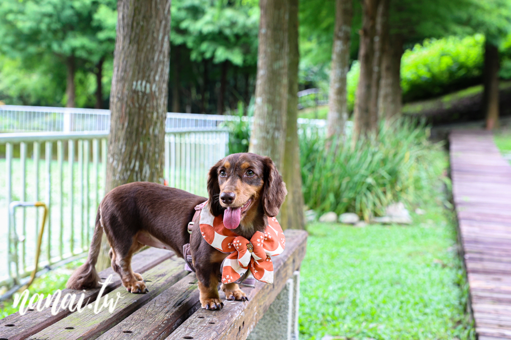 台中普羅旺斯庭園餐廳。隱身新社好吃排餐,點排餐和火鍋享飲料咖啡自助吧 - Nana愛旅行札記 台中普羅旺斯庭園餐廳。隱身新社好吃排餐,點排餐和火鍋享飲料咖啡自助吧 - Nana愛旅行札記