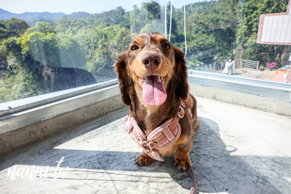 南投魚池大白咖啡，隱身山中小秘境，將山景盡收眼底 - Nana愛旅行札記