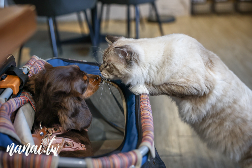 南投魚池住宿推薦3JD.HOME(一館)，魚池街溫馨民宿 - Nana愛旅行札記