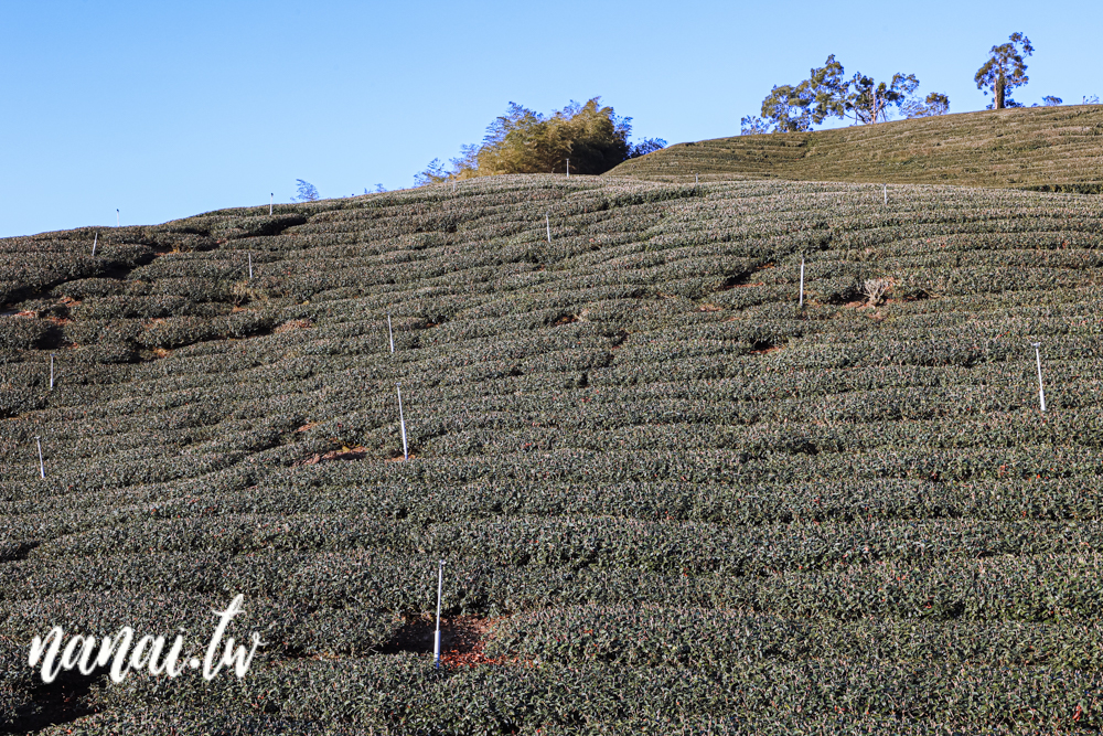 嘉義梅山振峯茶園碧湖山營區！睡在海拔1100公尺的茶園裡，近太平雲梯、太平老街 - Nana愛旅行札記