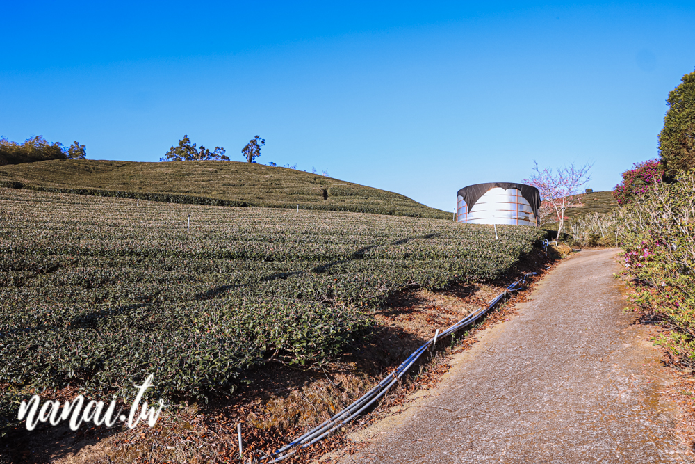 嘉義梅山振峯茶園碧湖山營區！睡在海拔1100公尺的茶園裡，近太平雲梯、太平老街 - Nana愛旅行札記