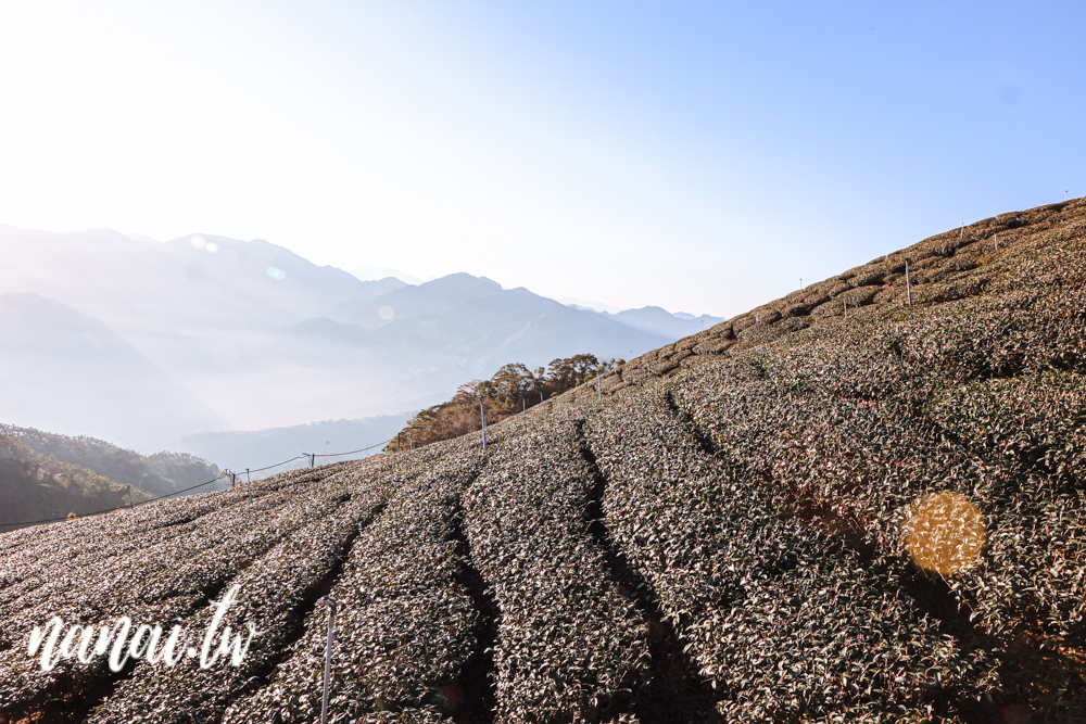 嘉義梅山振峯茶園碧湖山營區！睡在海拔1100公尺的茶園裡，近太平雲梯、太平老街 - Nana愛旅行札記
