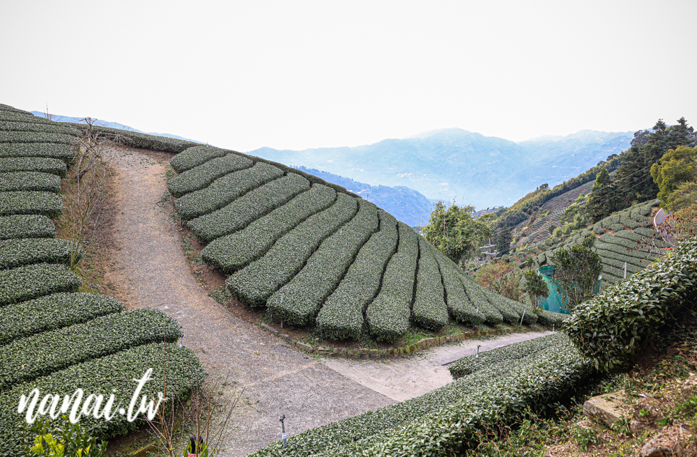 嘉義梅山瑞峰村海鼠山一三一四觀景台，360度茶園美景 - Nana愛旅行札記