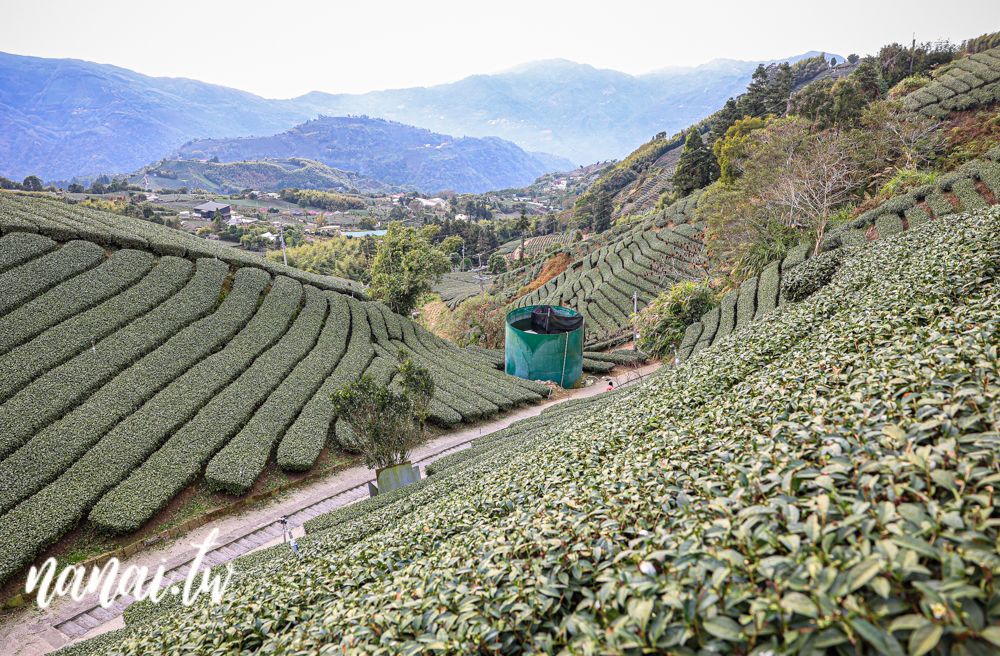 嘉義梅山瑞峰村海鼠山一三一四觀景台，360度茶園美景 - Nana愛旅行札記