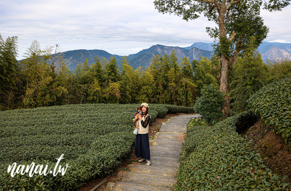 嘉義梅山瑞峰村海鼠山一三一四觀景台，360度茶園美景 - Nana愛旅行札記