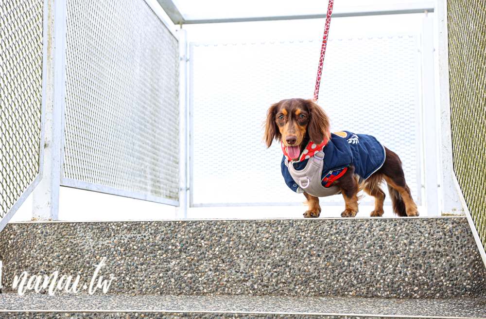 嘉義梅山瑞峰村海鼠山一三一四觀景台，360度茶園美景 - Nana愛旅行札記