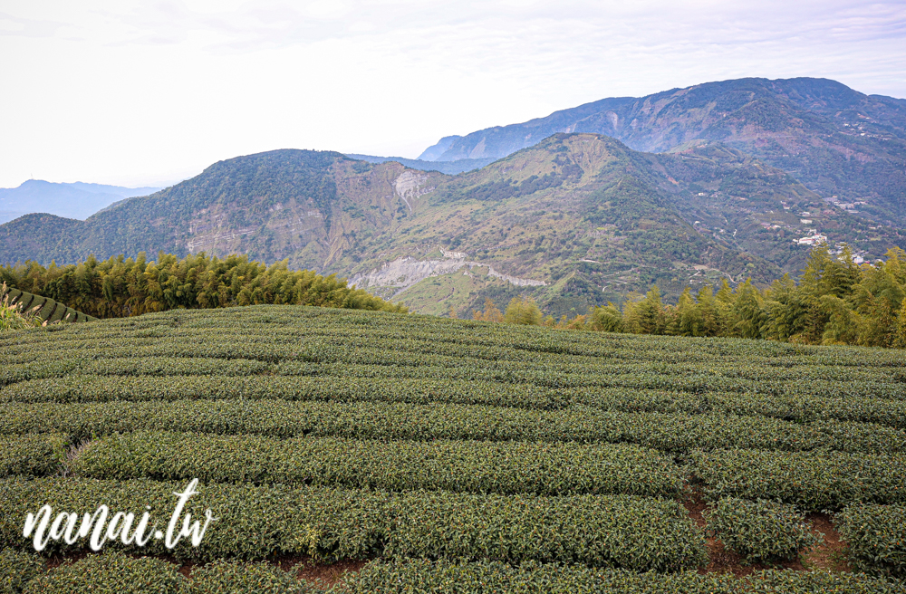 嘉義梅山瑞峰村海鼠山一三一四觀景台，360度茶園美景 - Nana愛旅行札記