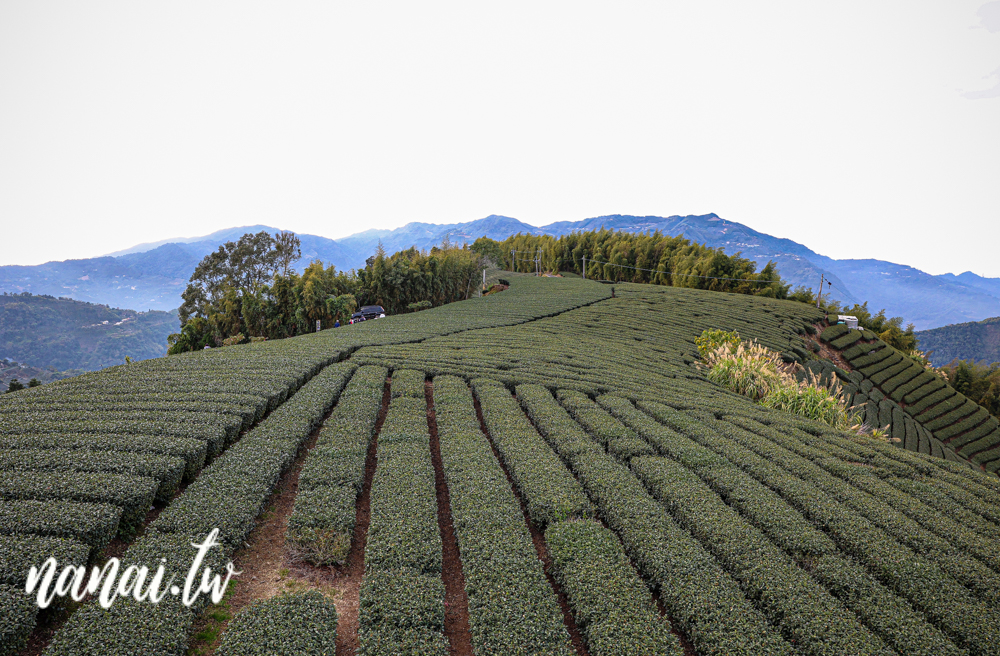 嘉義梅山瑞峰村海鼠山一三一四觀景台，360度茶園美景 - Nana愛旅行札記