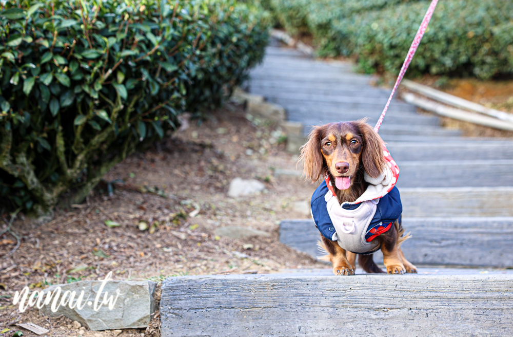 嘉義梅山瑞峰村海鼠山一三一四觀景台，360度茶園美景 - Nana愛旅行札記