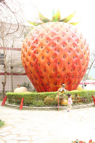 大湖草莓 (7).JPG